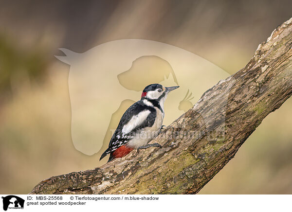 great spotted woodpecker / MBS-25568