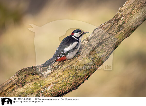 great spotted woodpecker / MBS-25569