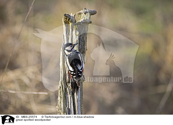 great spotted woodpecker / MBS-25574