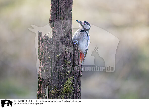 great spotted woodpecker / MBS-25591
