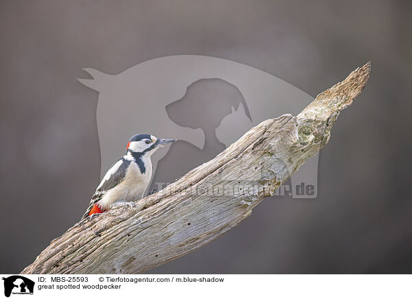 great spotted woodpecker / MBS-25593