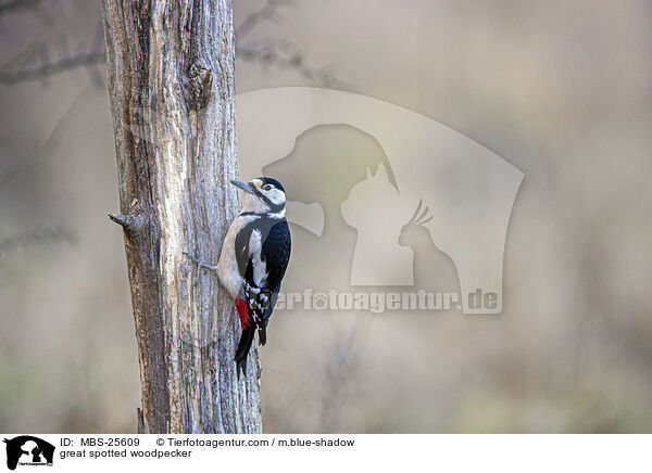 great spotted woodpecker / MBS-25609