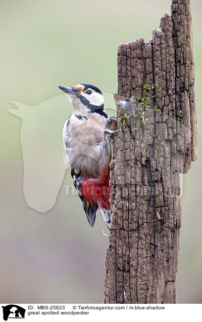 great spotted woodpecker / MBS-25623