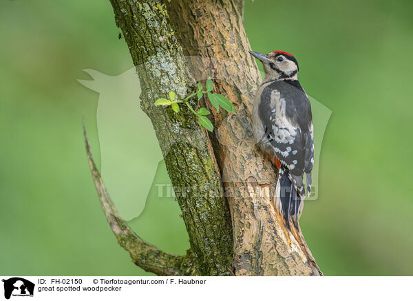 great spotted woodpecker / FH-02150