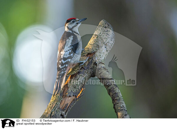 great spotted woodpecker / FH-02153