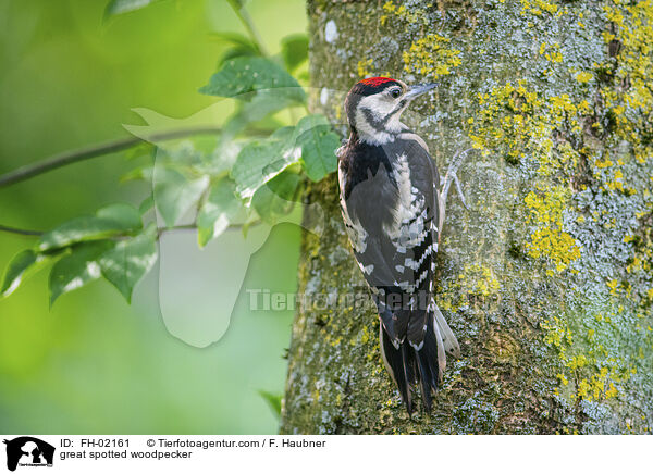 great spotted woodpecker / FH-02161