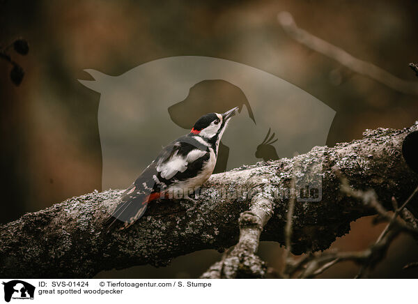 great spotted woodpecker / SVS-01424