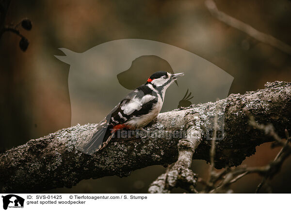 great spotted woodpecker / SVS-01425