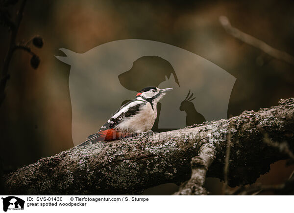 great spotted woodpecker / SVS-01430