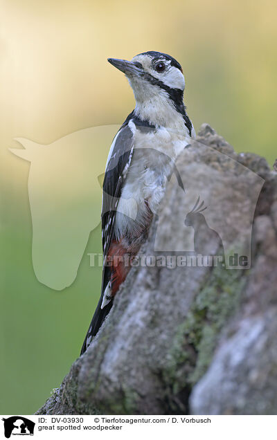 great spotted woodpecker / DV-03930