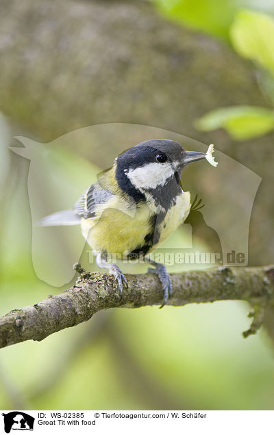 Kohlmeise mit Futter / Great Tit with food / WS-02385