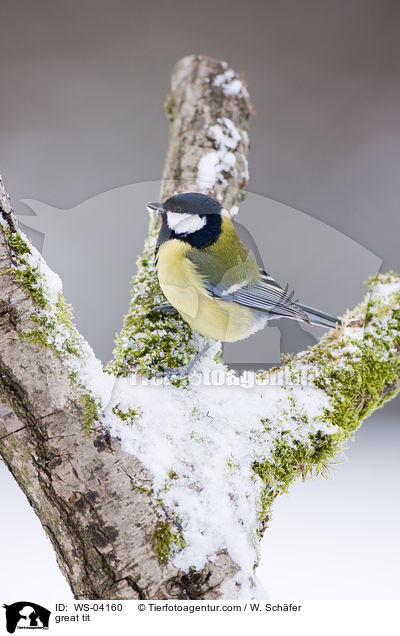 great tit / WS-04160