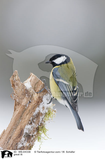 great tit / WS-04338