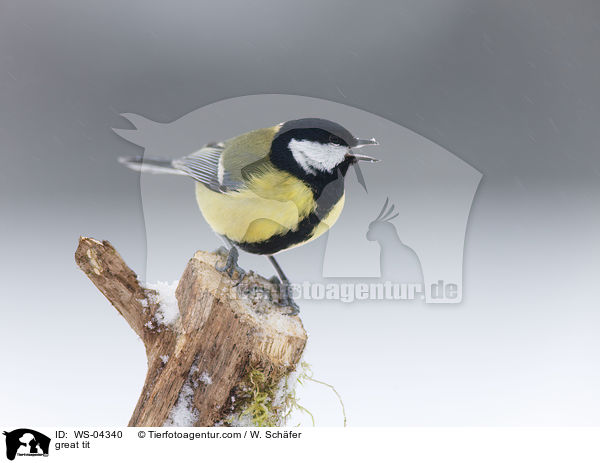 great tit / WS-04340