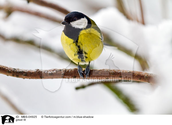 great tit / MBS-04925