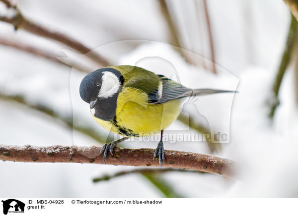 great tit / MBS-04926