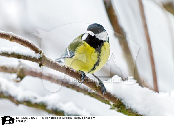 great tit / MBS-04927