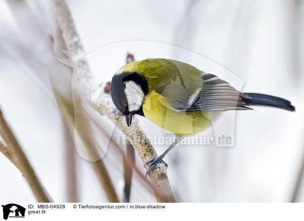 great tit / MBS-04928