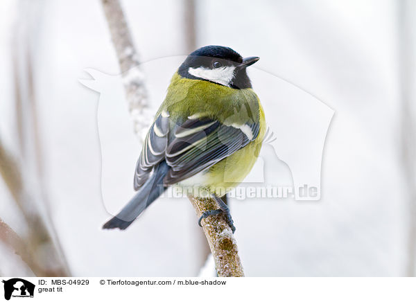 great tit / MBS-04929
