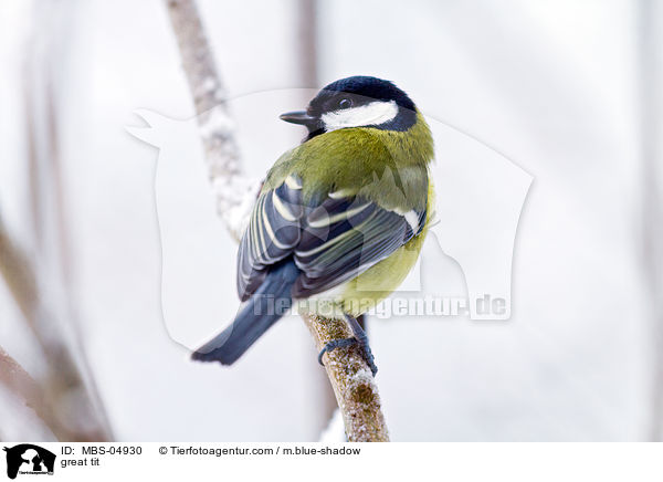 great tit / MBS-04930