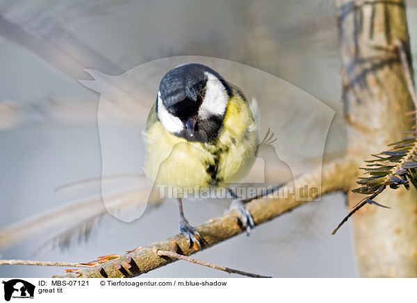 great tit / MBS-07121