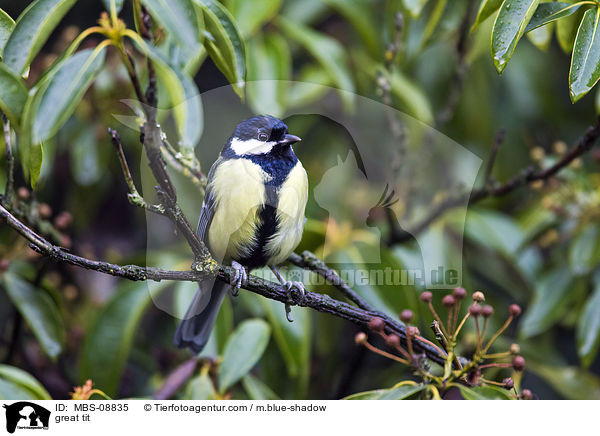 great tit / MBS-08835