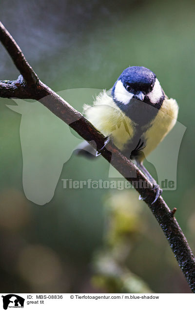 great tit / MBS-08836