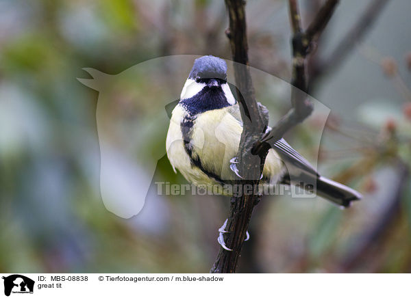 great tit / MBS-08838