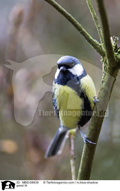 great tit / MBS-08839