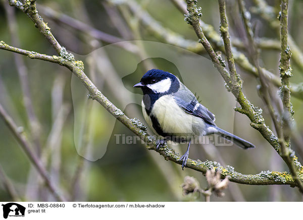 great tit / MBS-08840