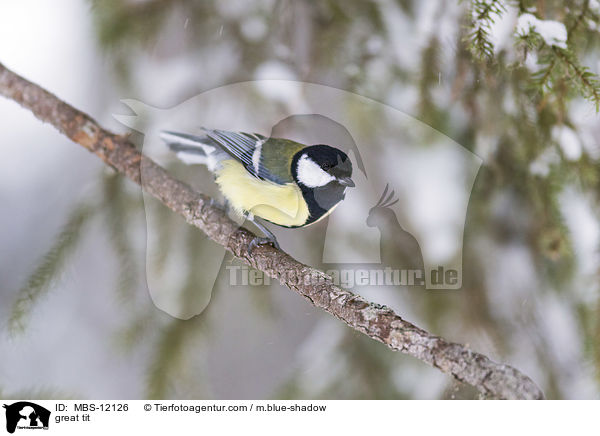 great tit / MBS-12126