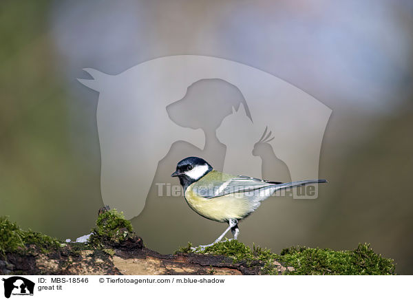 great tit / MBS-18546