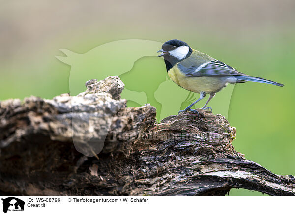 Great tit / WS-08796