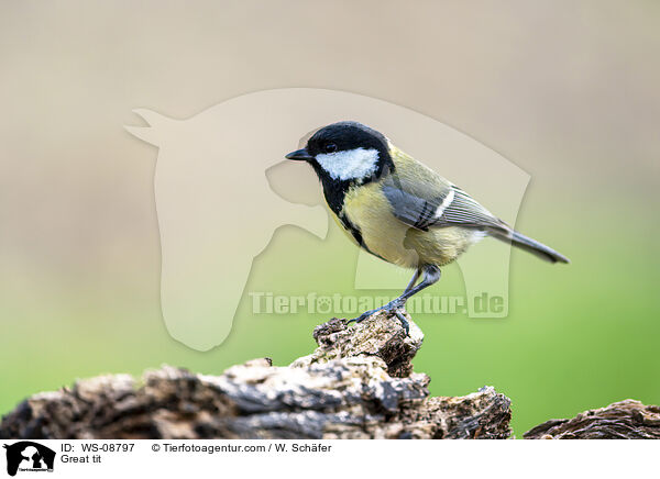 Great tit / WS-08797