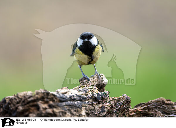 Great tit / WS-08798
