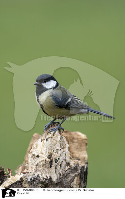 Great tit / WS-08803
