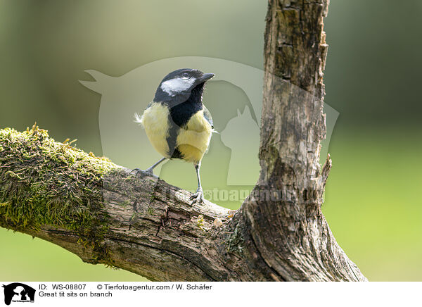 Great tit sits on branch / WS-08807