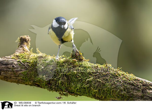 Great tit sits on branch / WS-08808