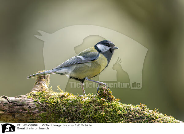 Great tit sits on branch / WS-08809