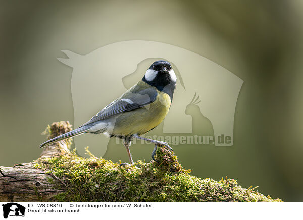 Great tit sits on branch / WS-08810