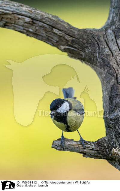 Great tit sits on branch / WS-08812