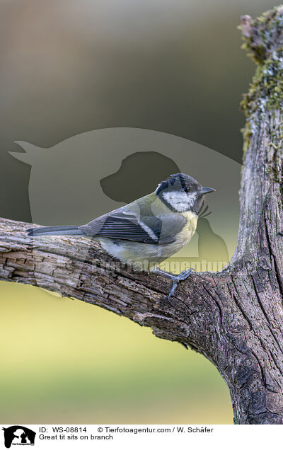 Great tit sits on branch / WS-08814