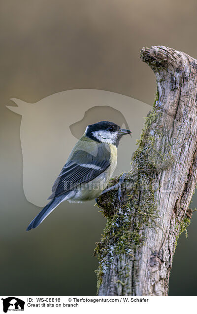 Great tit sits on branch / WS-08816