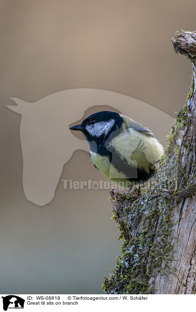 Great tit sits on branch / WS-08818