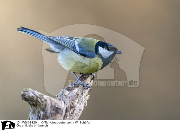 Great tit sits on branch / WS-08820