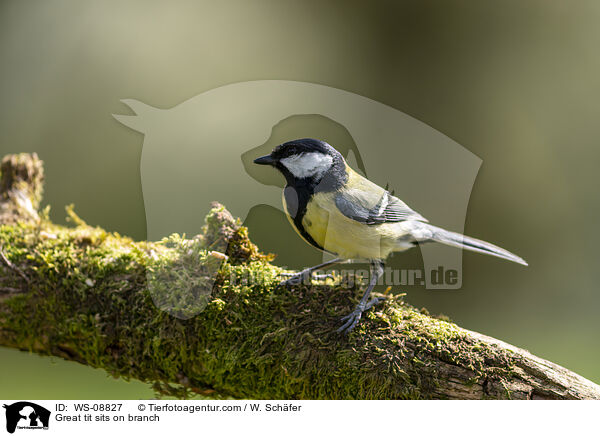 Great tit sits on branch / WS-08827