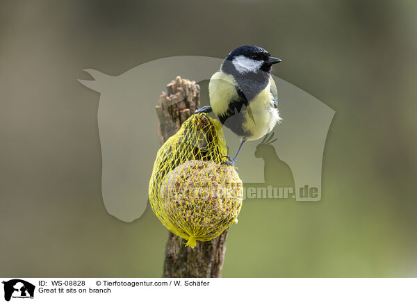 Great tit sits on branch / WS-08828