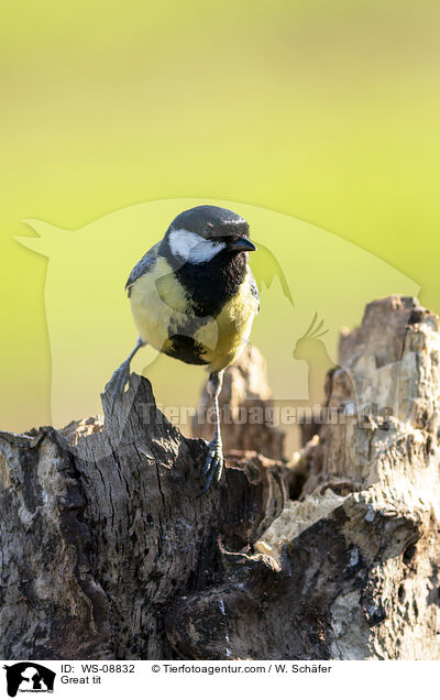 Great tit / WS-08832