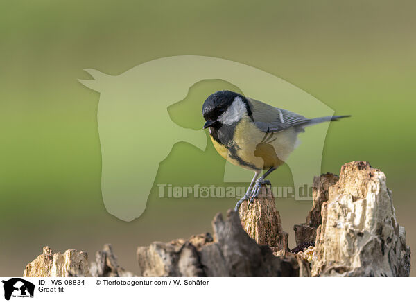Great tit / WS-08834