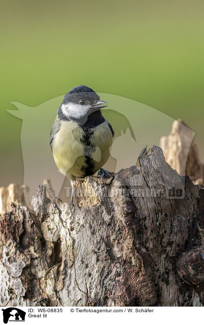 Great tit / WS-08835